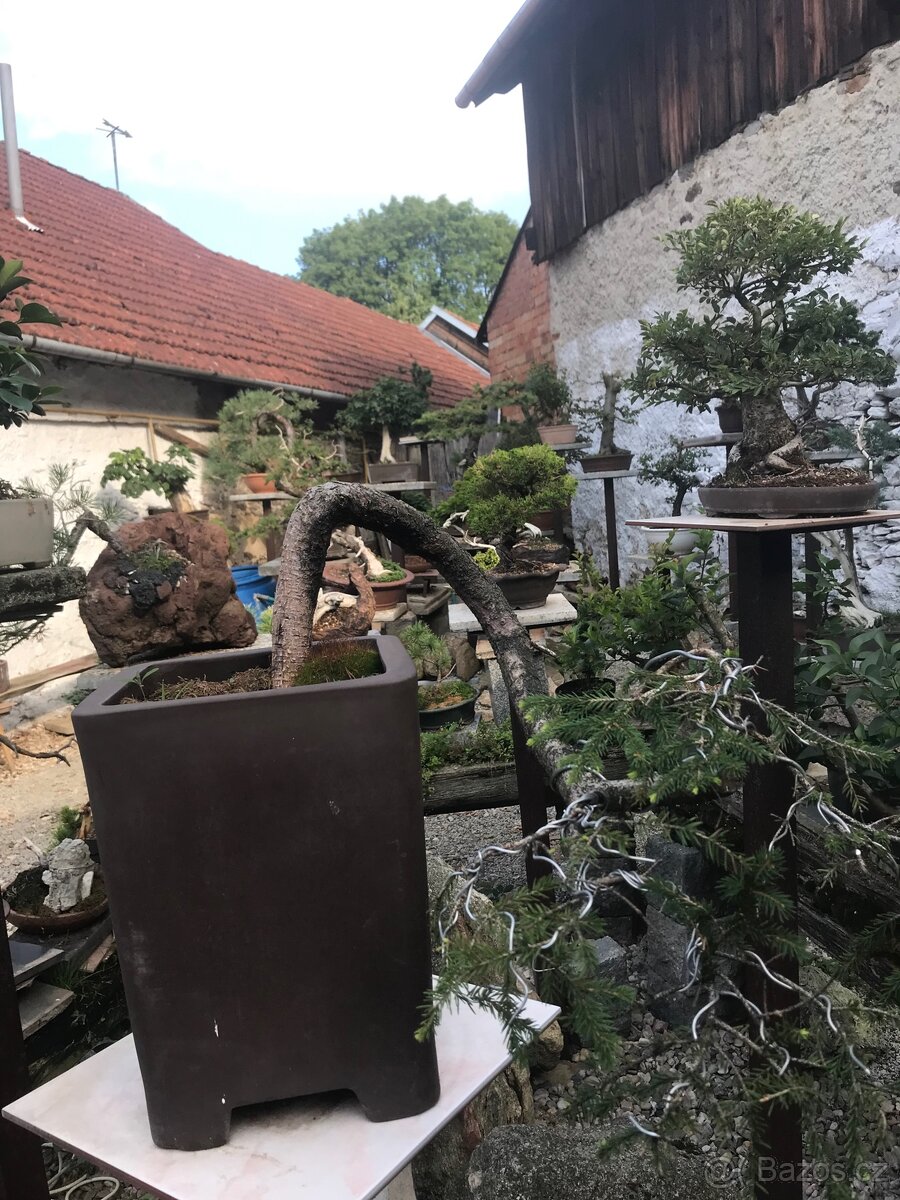 Bonsaj Bonsai - 3