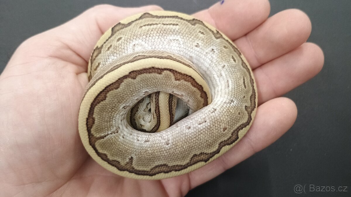 Krajta královská - 3