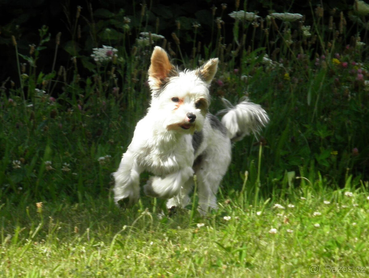 Jorkšírský teriér - 3