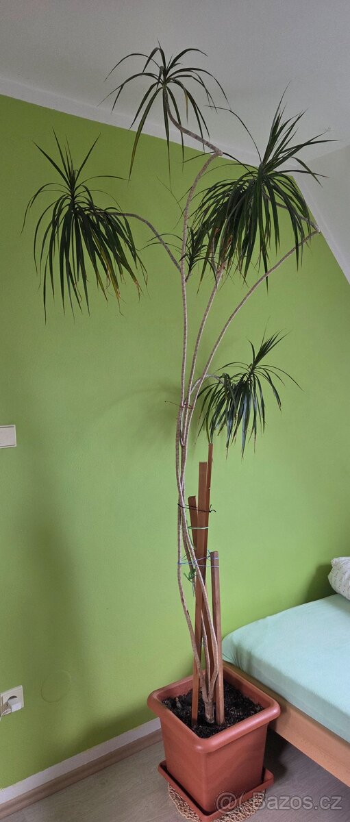 Vzrostlá Dracena - pokojové rostliny - 3