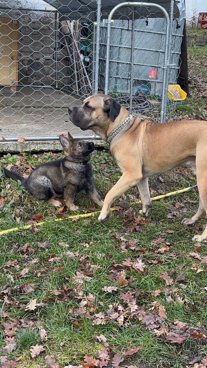 Prodej psa ( štěně ) - 3