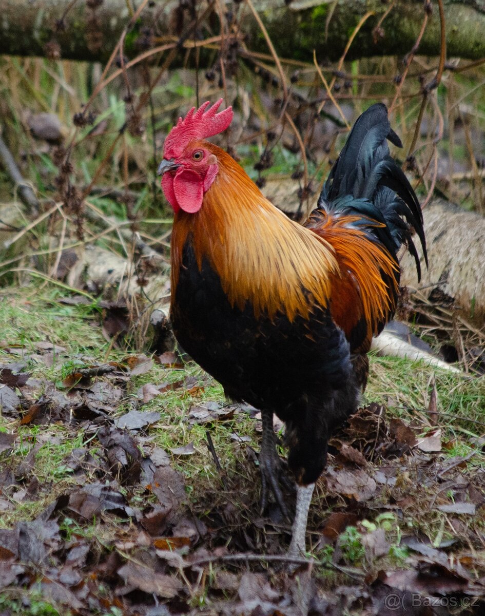 Kohoutci České zlaté kropenky - 3