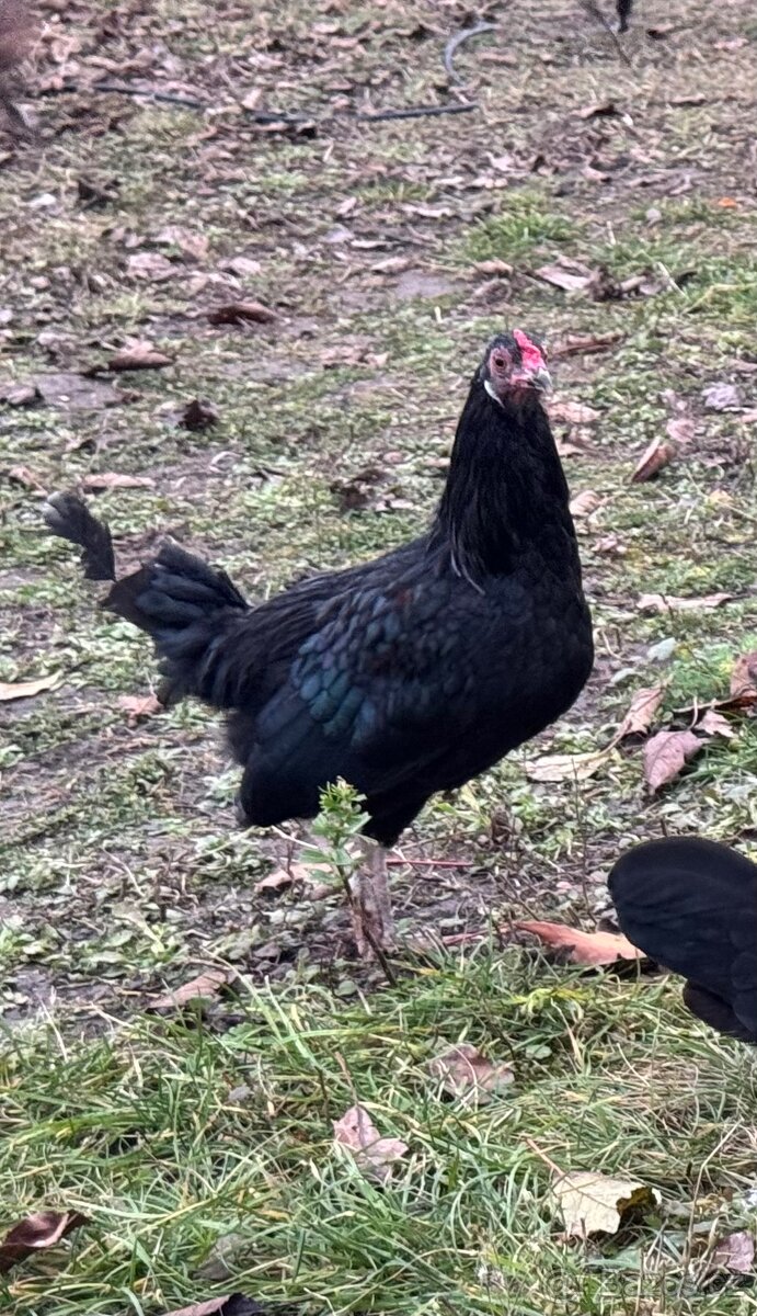 Zakrslé slepičky a kohouti - 3