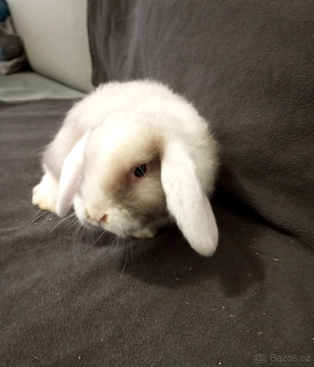 Zakrslý beránek králíček - 3