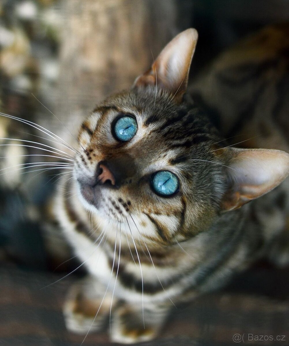 Bengálský kocour s PP na krytí - 3