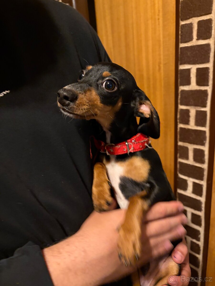 Krysařík bez Pp - 3