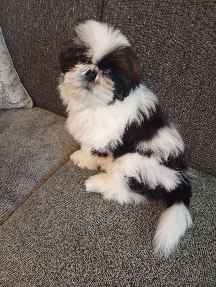 SHIH-TZU - 3