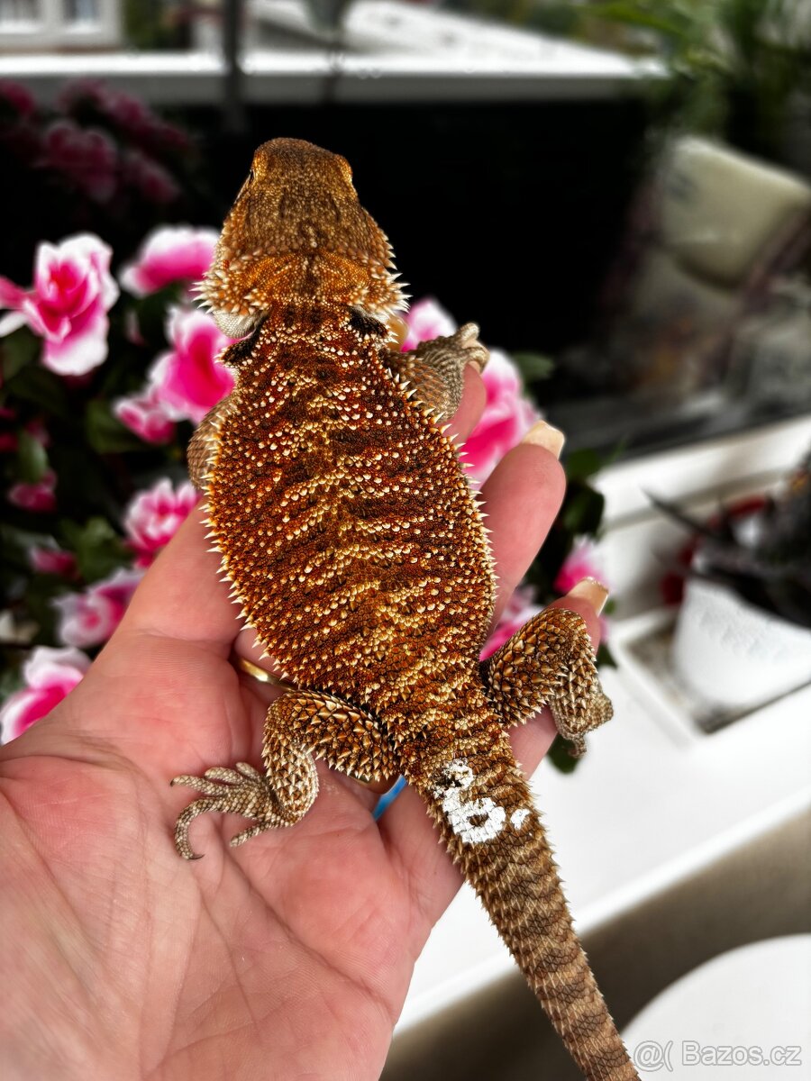Agama vousata- samec - 3