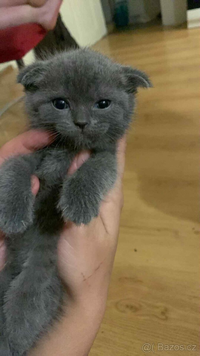 Skotská klapocha koťata - 3
