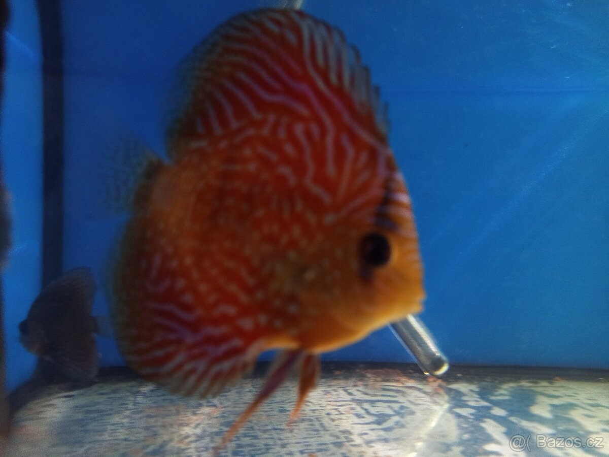 Terčovci -discus - 3