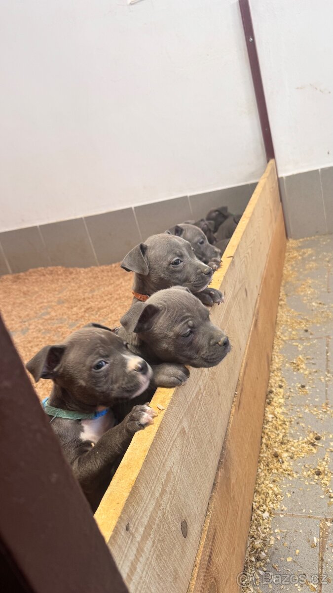 Americký stafordširský teriér - 3