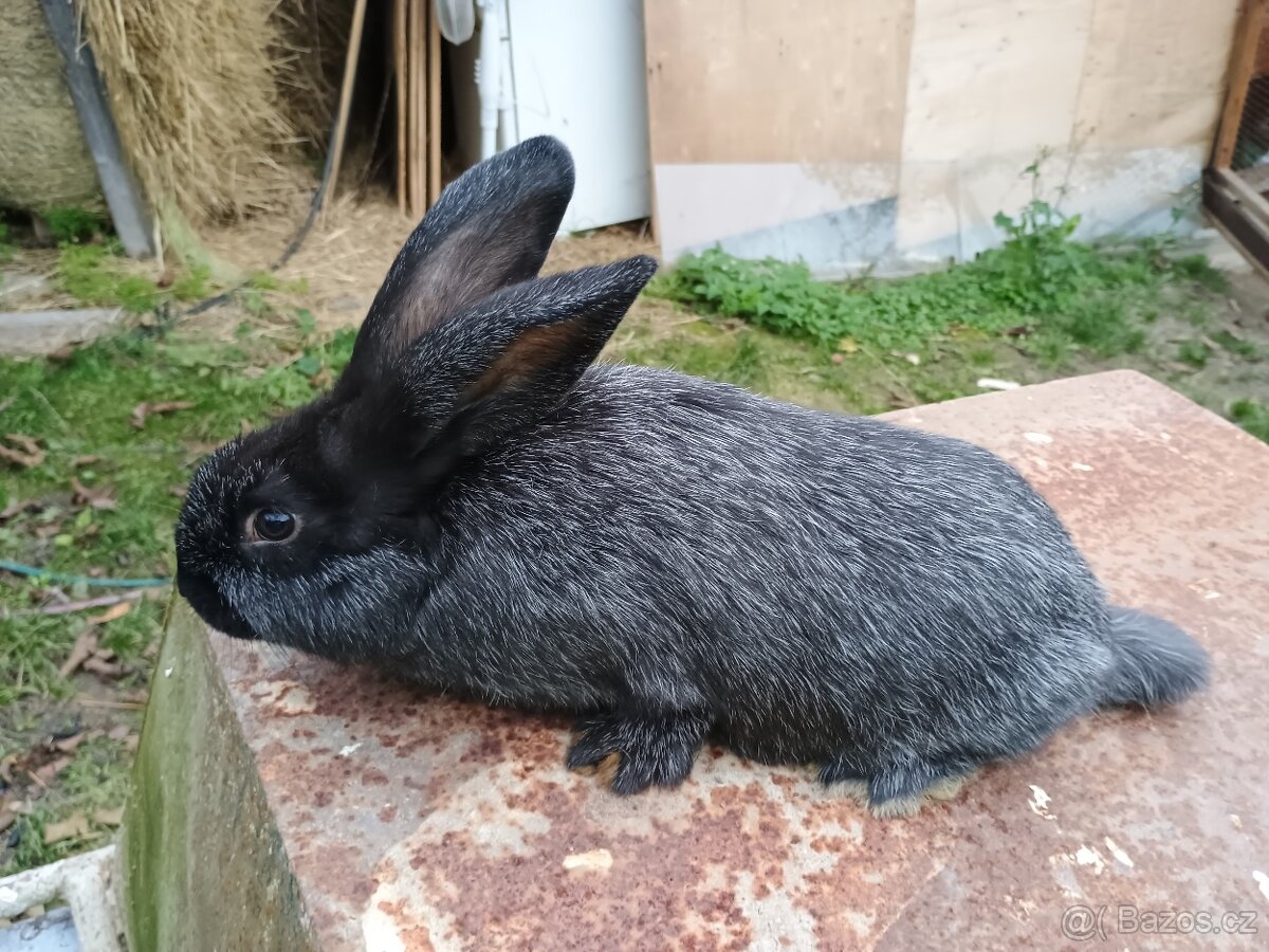 Německy obrovity x Velky světlý stříbřitý - 3