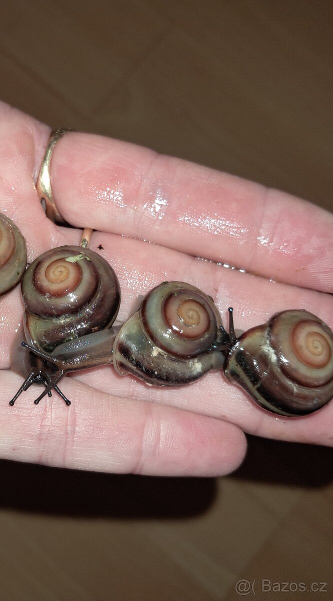 Exotičtí šneci Pleurodonte Isabela Barbados - 3