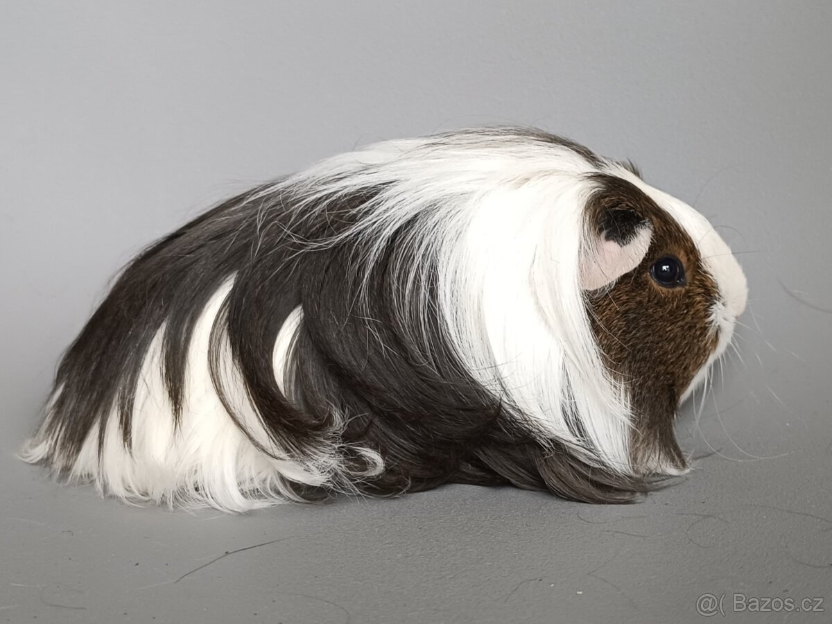 Dlouhosrsté morče - 3