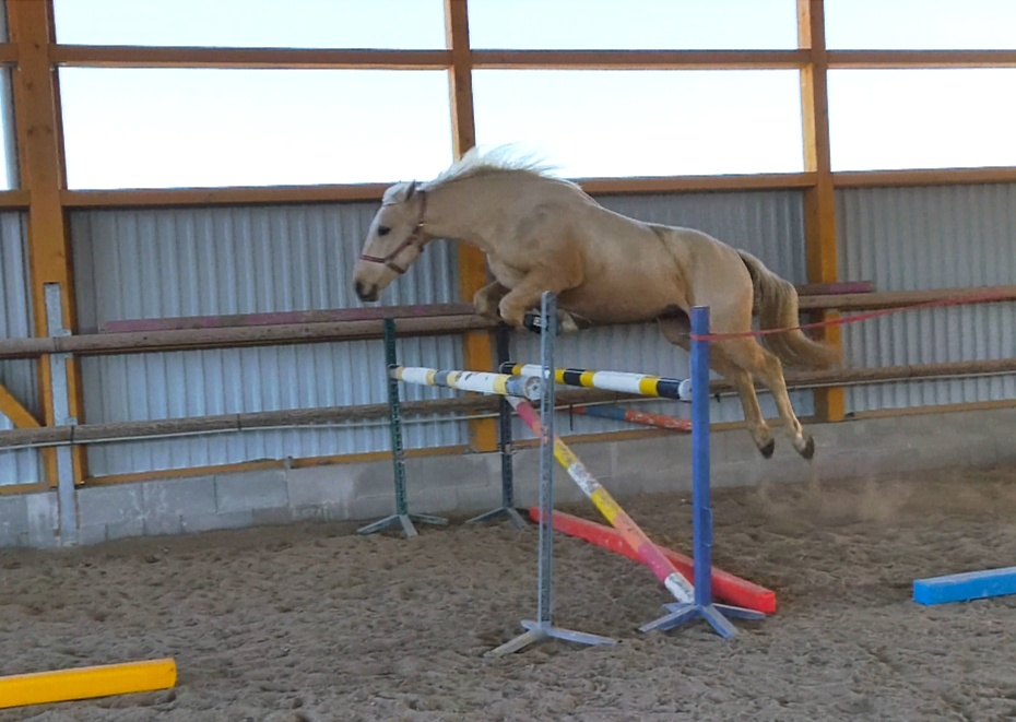 Charakterní a jednoduchý valach - 3