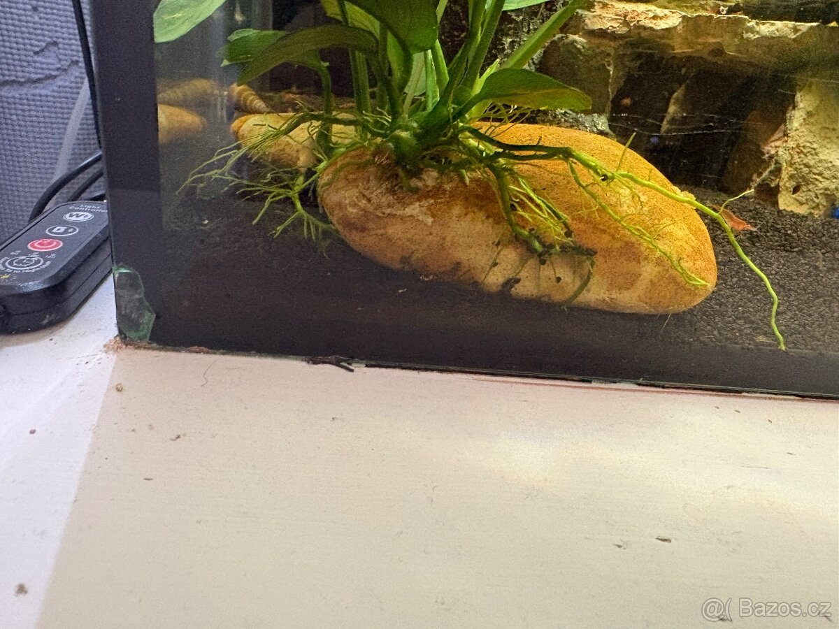 Prodám Axolotla - Akvarium s vybavením - 3