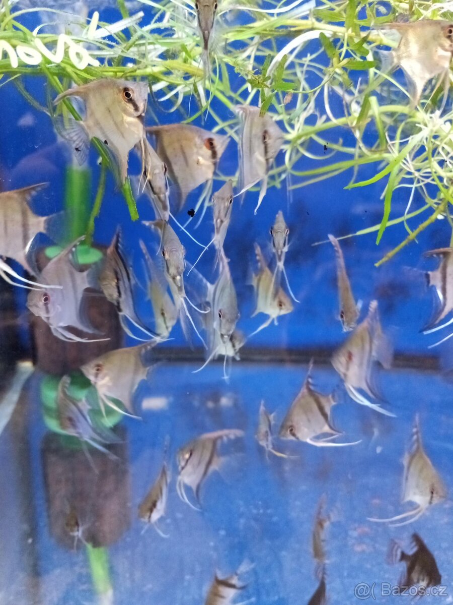 Skalára amazonská - 3