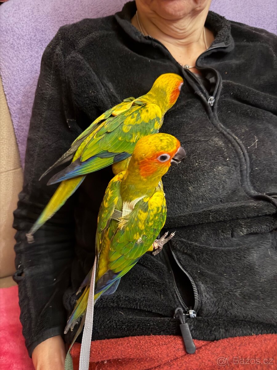 Aratinga sluneční - 3