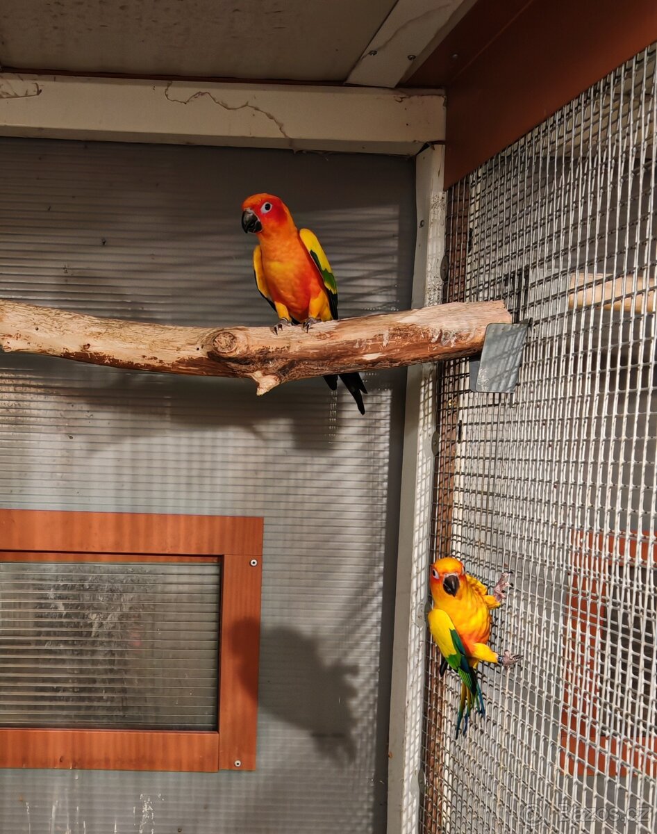 Aratinga sluneční 1.1, r. 21, - 3