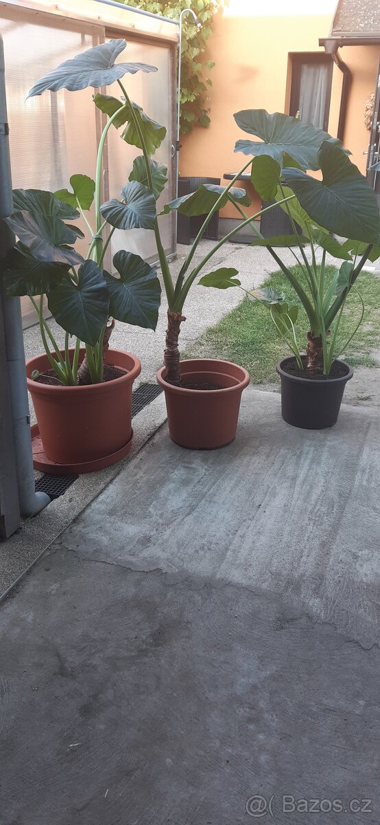 Kolokazie jedlá-Taro - 3