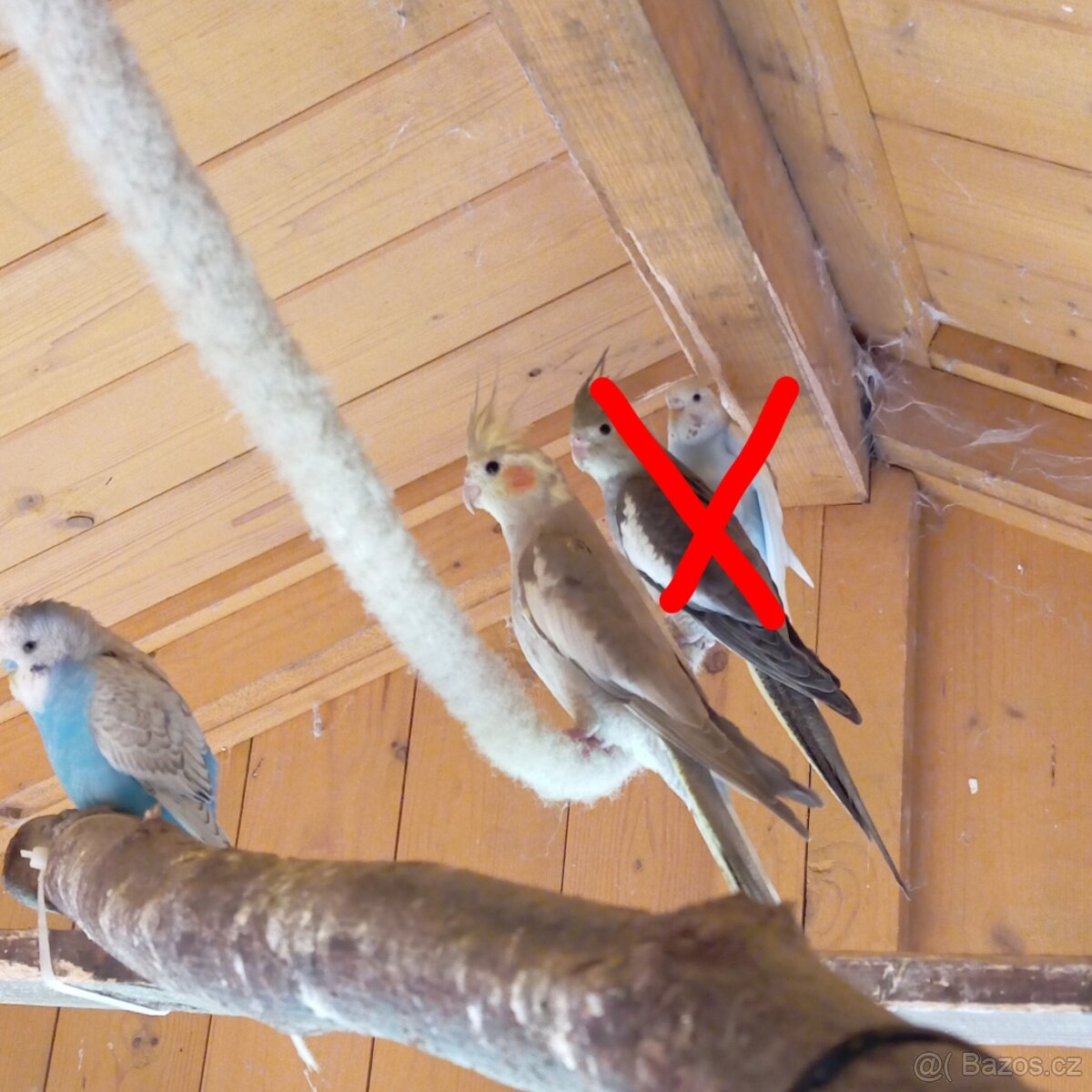 Loňské andulky a korelu - 3