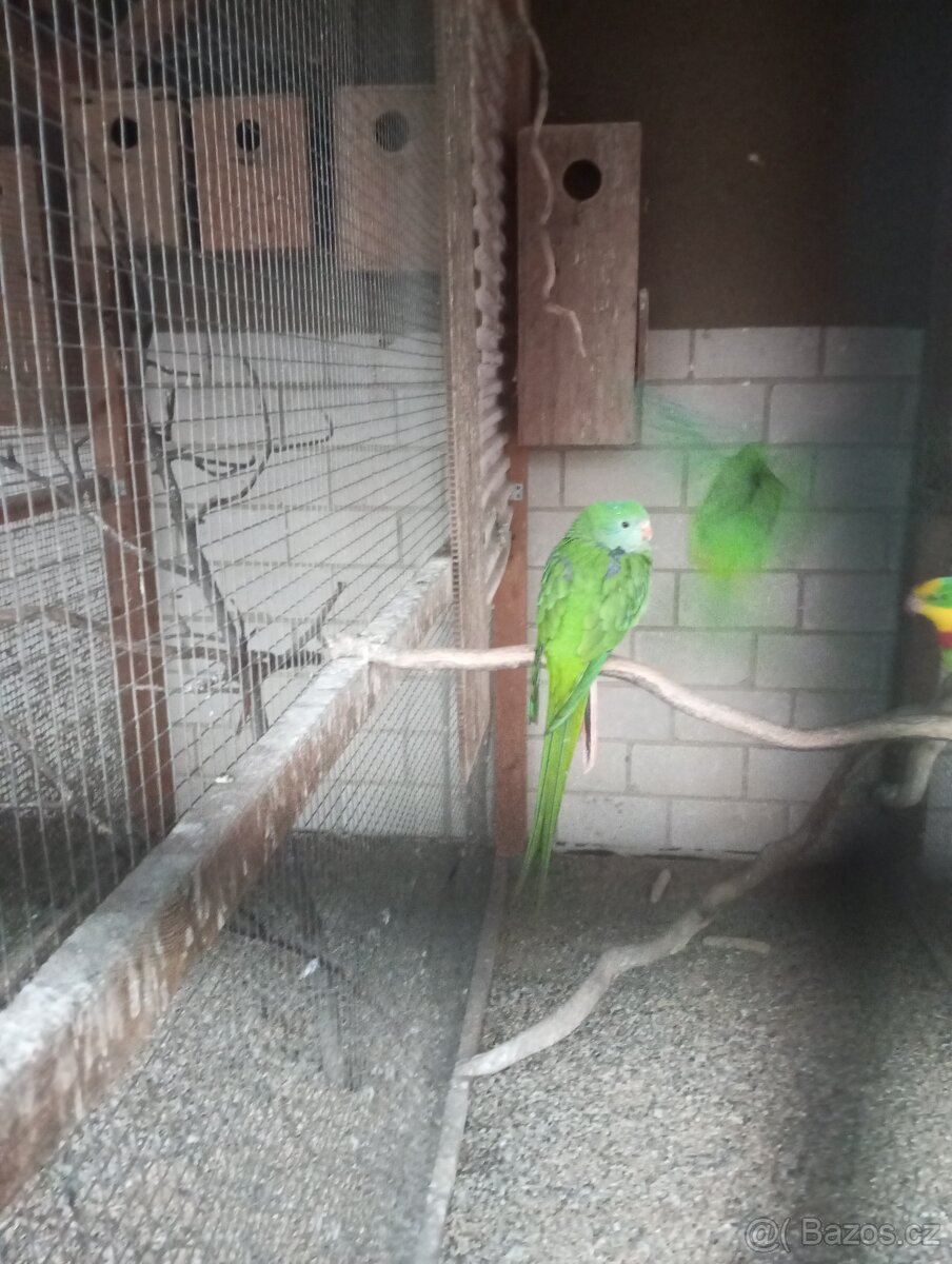 Papoušek nadherny - 3