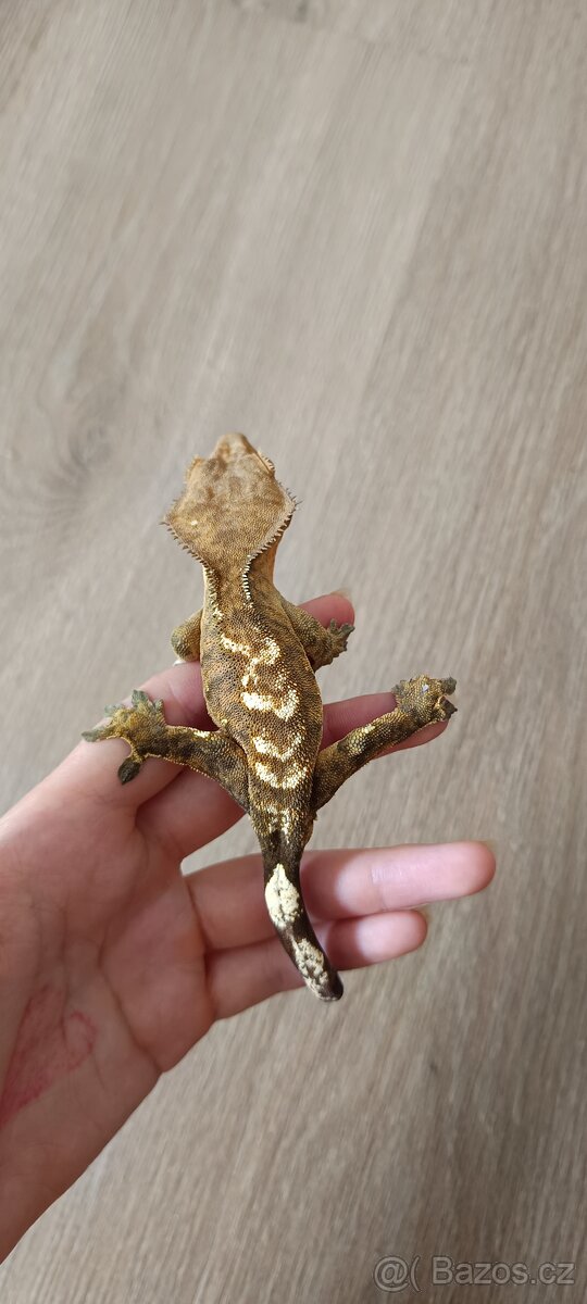 Pagekon řasnatý - mladý sameček (3) - 3