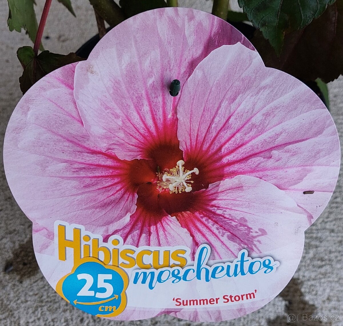 Ibišek bahenní-americký - 3