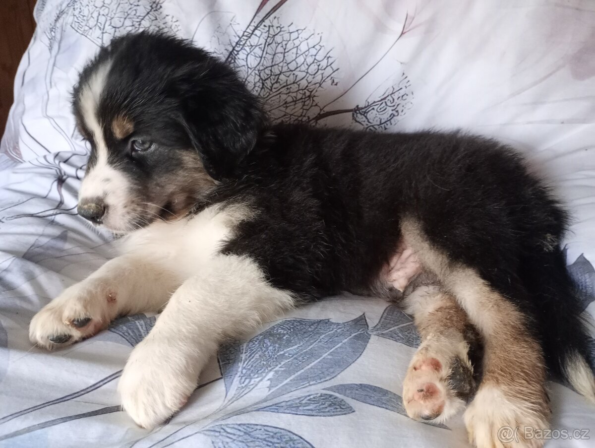 Australský ovčák bez PP pes (světle růžový obojek) - 3