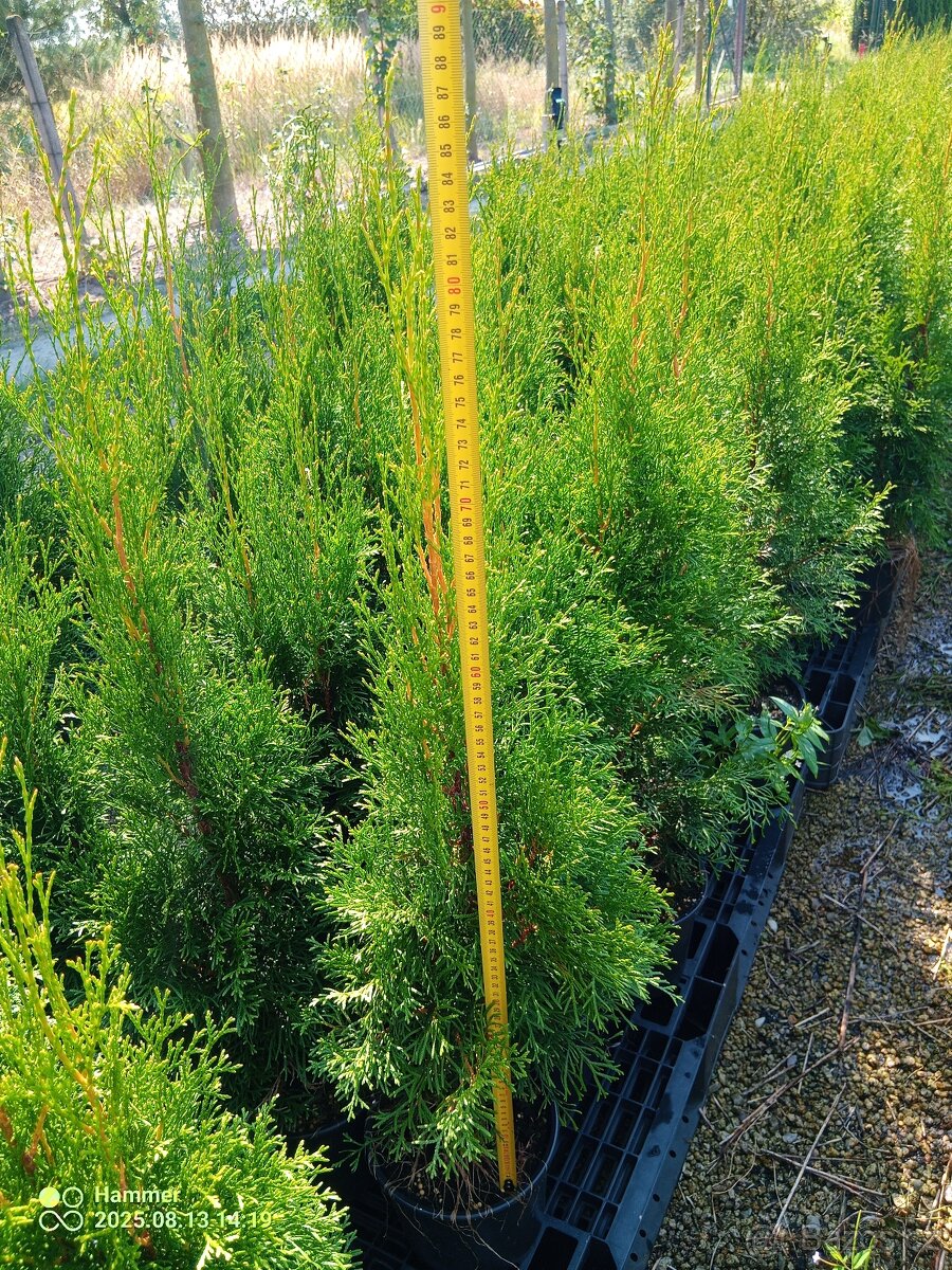 Tuje, Túje, Thuja occ. "'Smaragd"' - 3