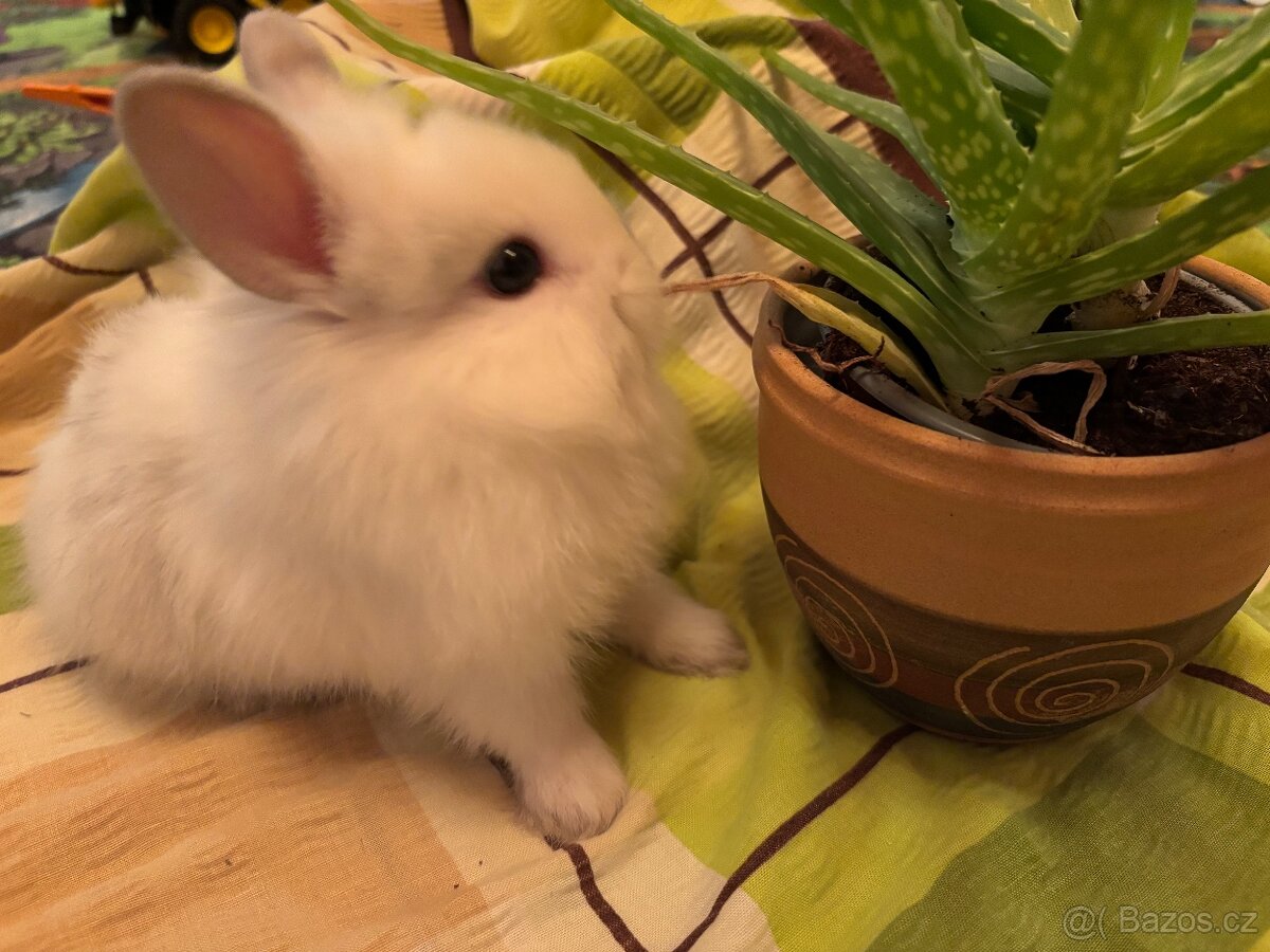 Prodám vymazlené zakrslé králíčky - 3