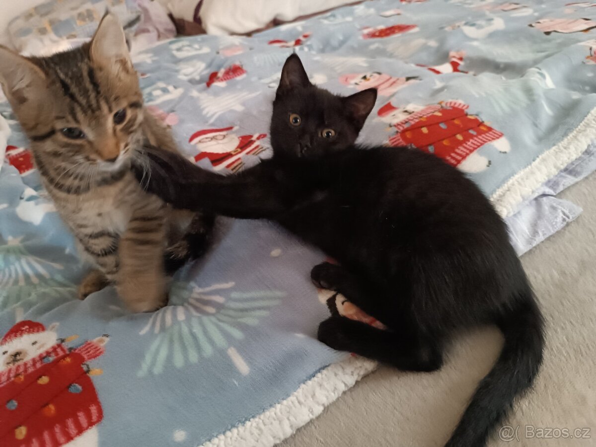 Koťata - 3