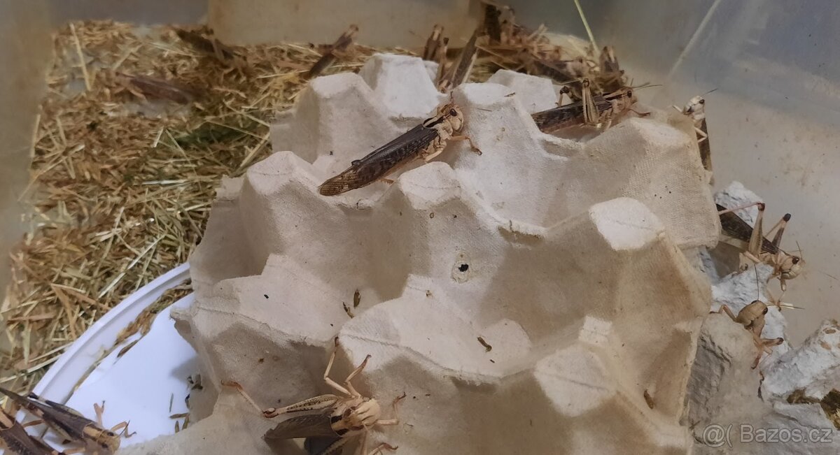 Krmný hmyz a hlodavci - 3