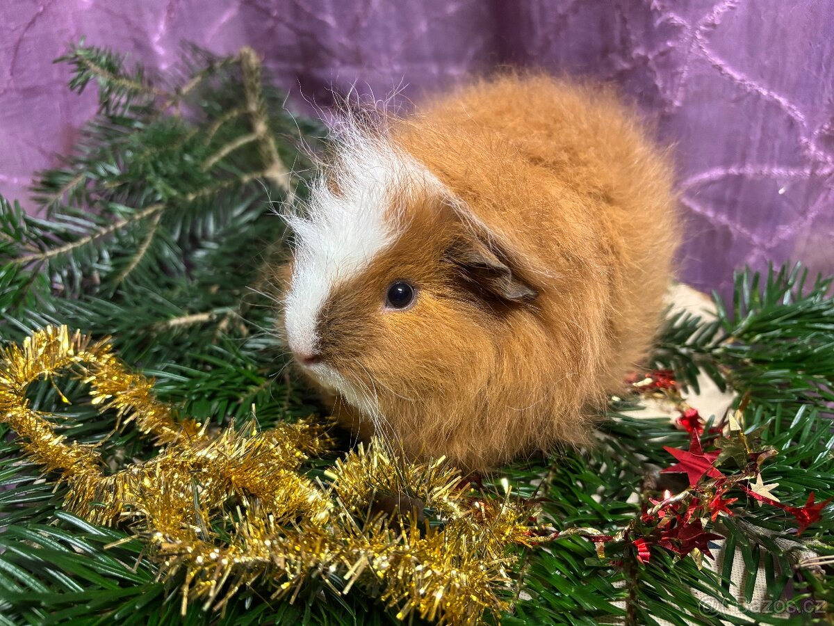 Morčátko chlapeček s PP - 3