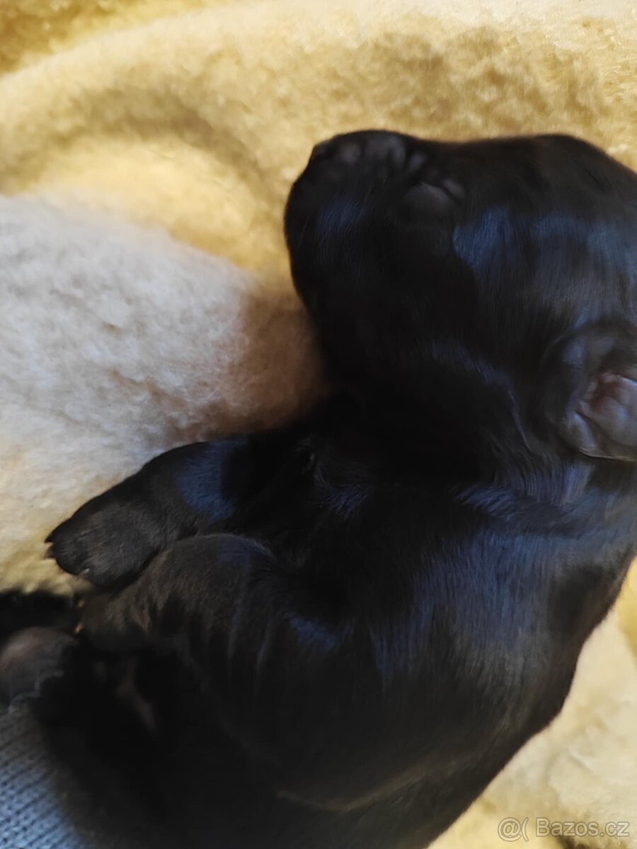 Štěňata křížence, střední plemeno - 3