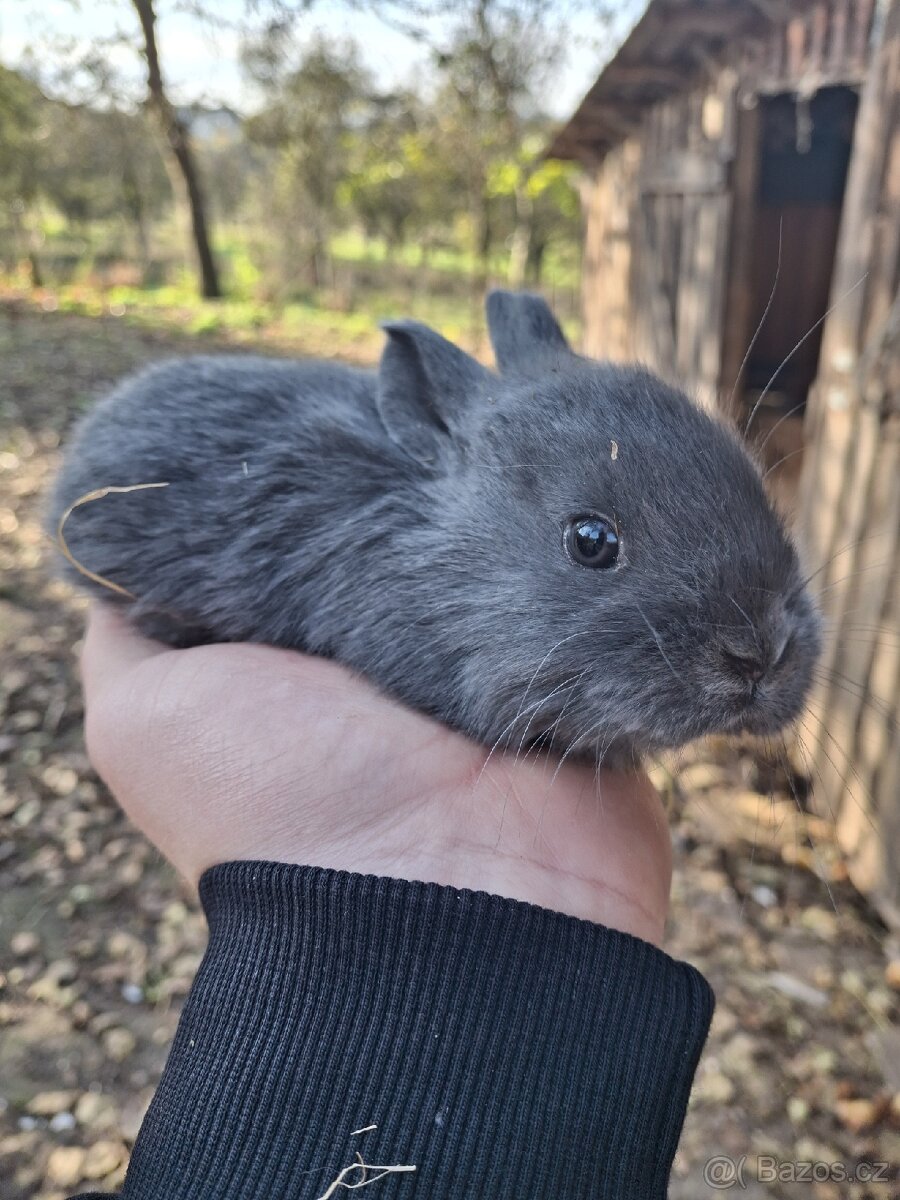 Zakrslý kralik - 3