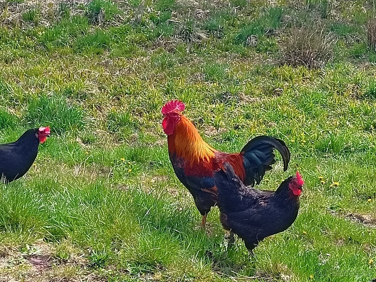 Kohout 🐓 - 3