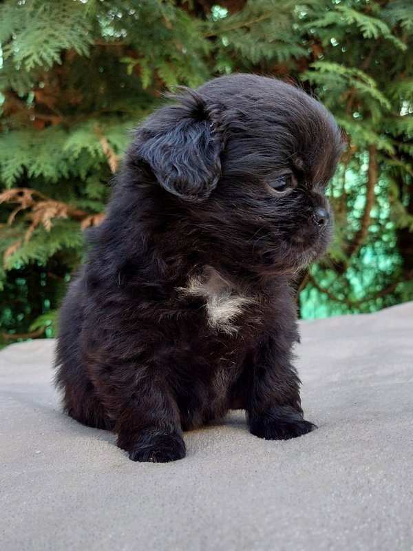 Tibetský Španěl - 3