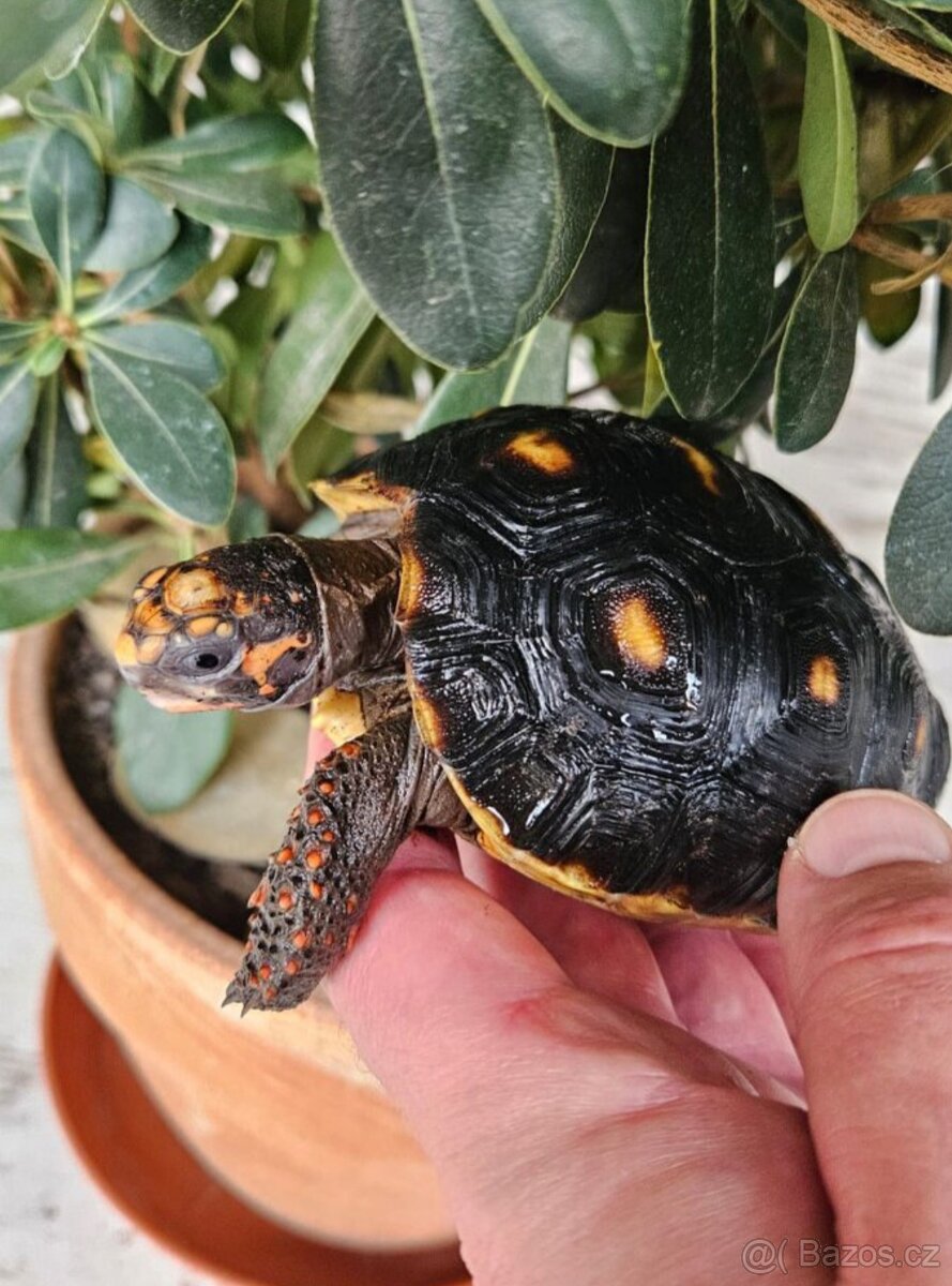 Želva uhlířská - 3