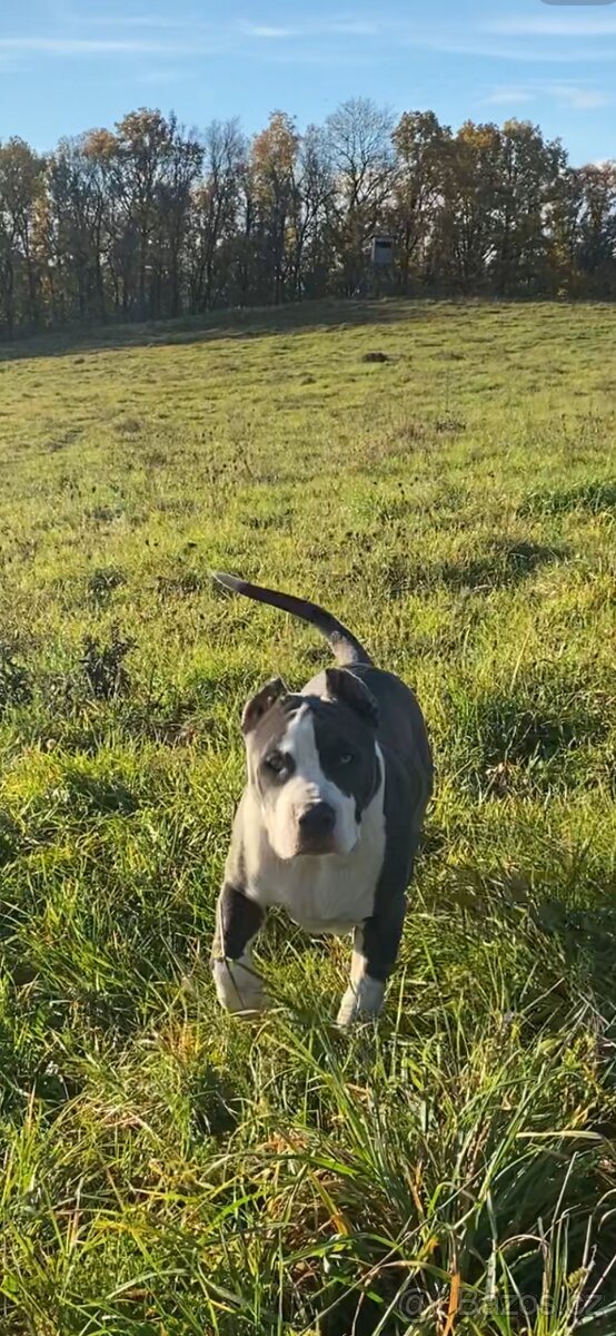 American Bully XL - 3