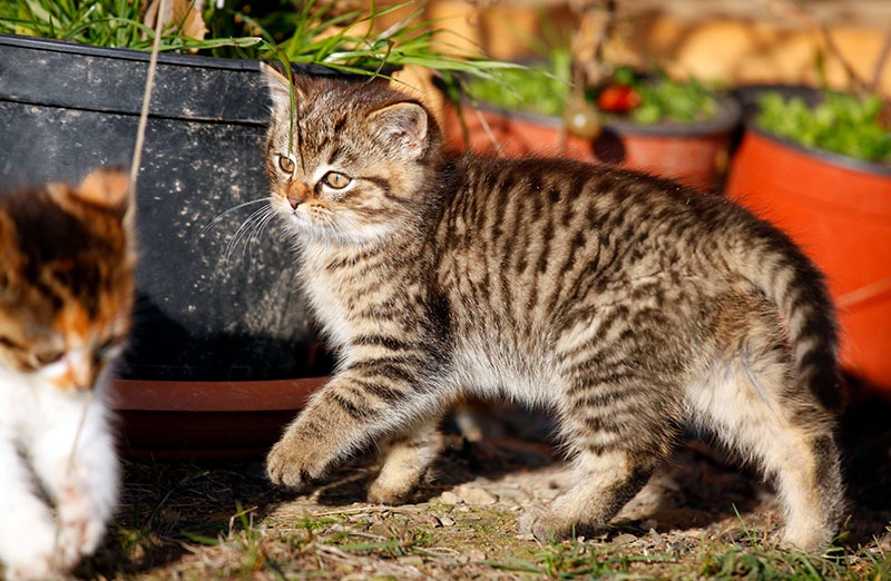 Daruji kočičku - koťátko 12 týdnů - 3