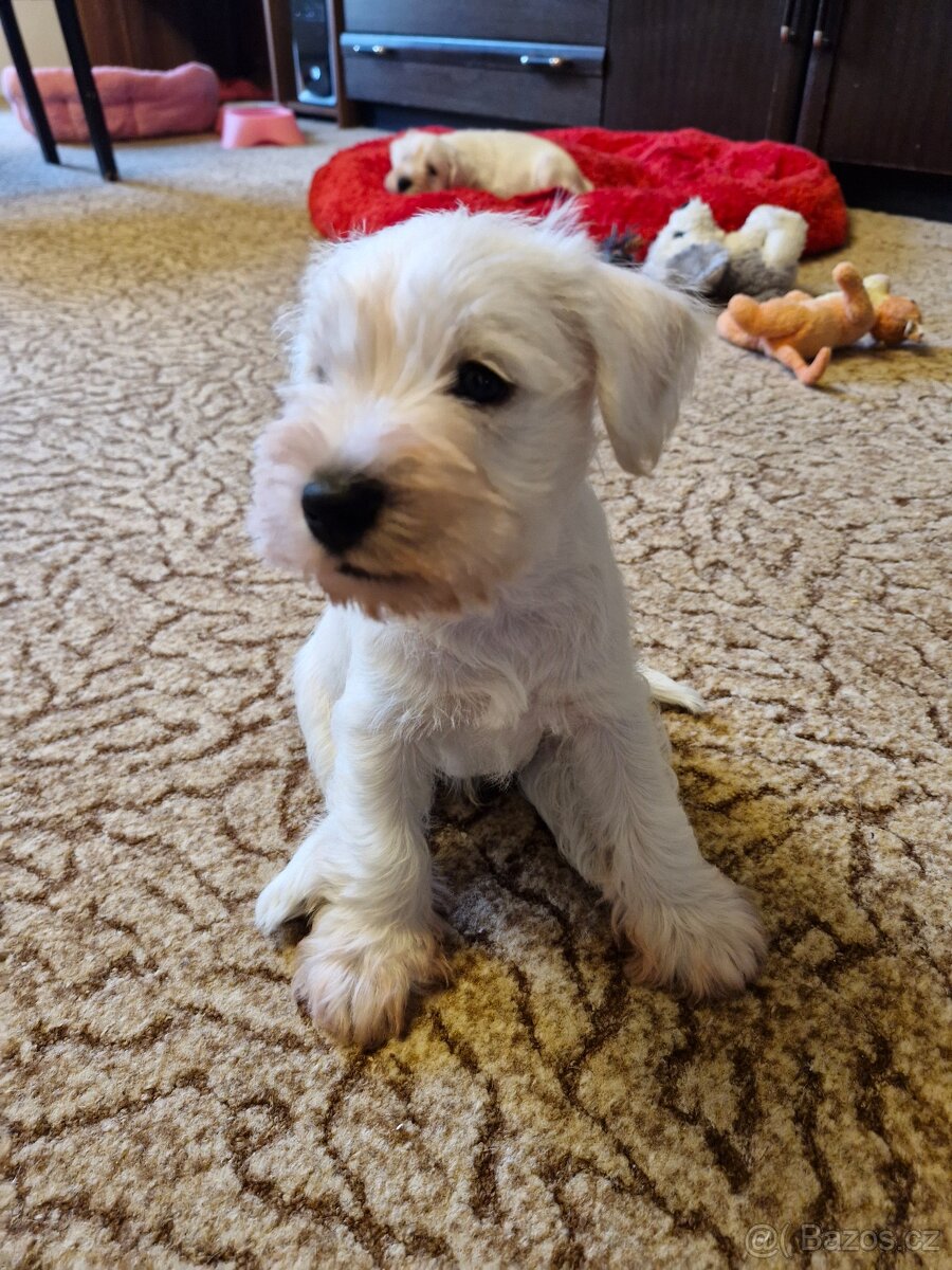 Knírač malý bílý - 3