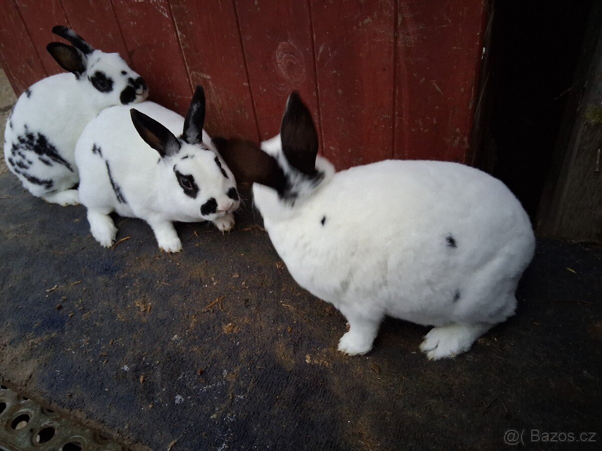 Zakrslý králík - 3