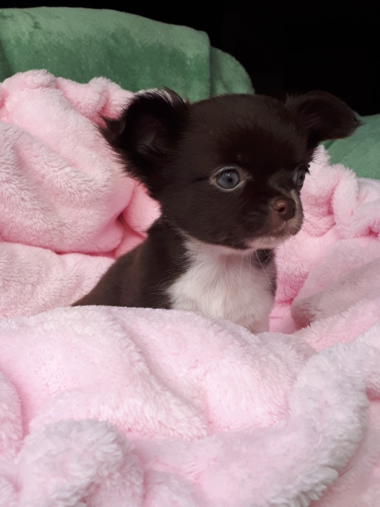 Čivava pejsek s PP - 3