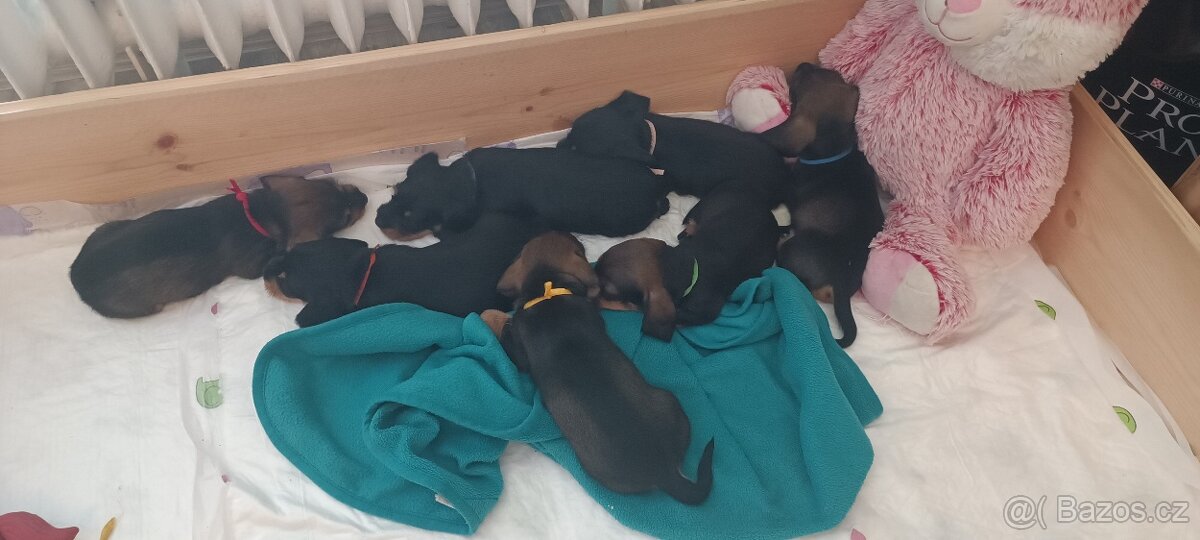 Drsnosrstý trpasličí jezevčík - 3