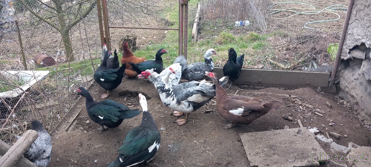 Pižmovka, kachna čínská - 3