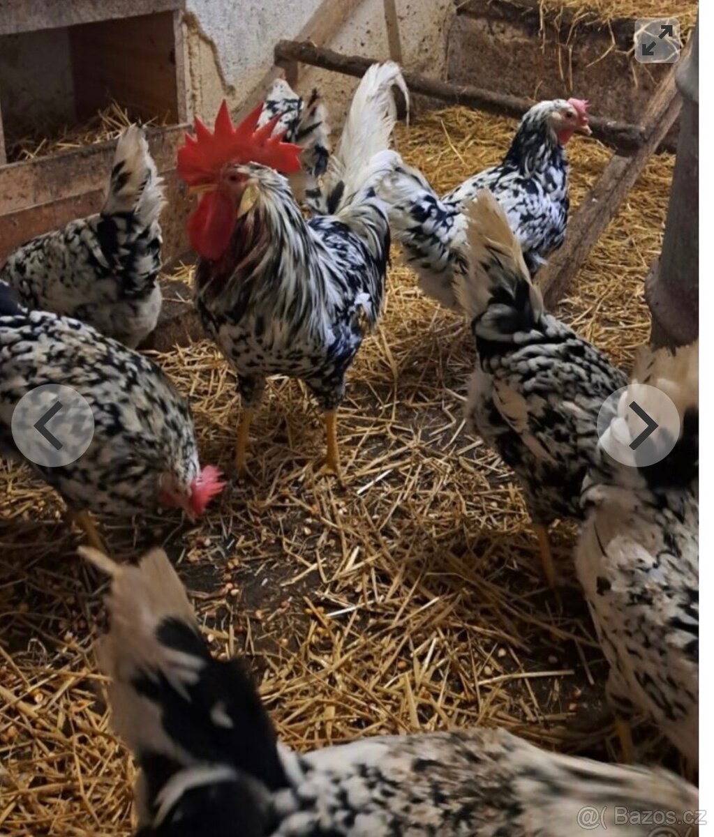 Nasadová vajíčka vlaška exchequer. - 3