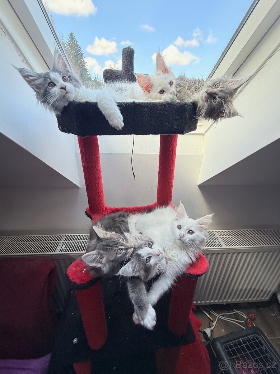 Mainská mývalí bez PP - 3