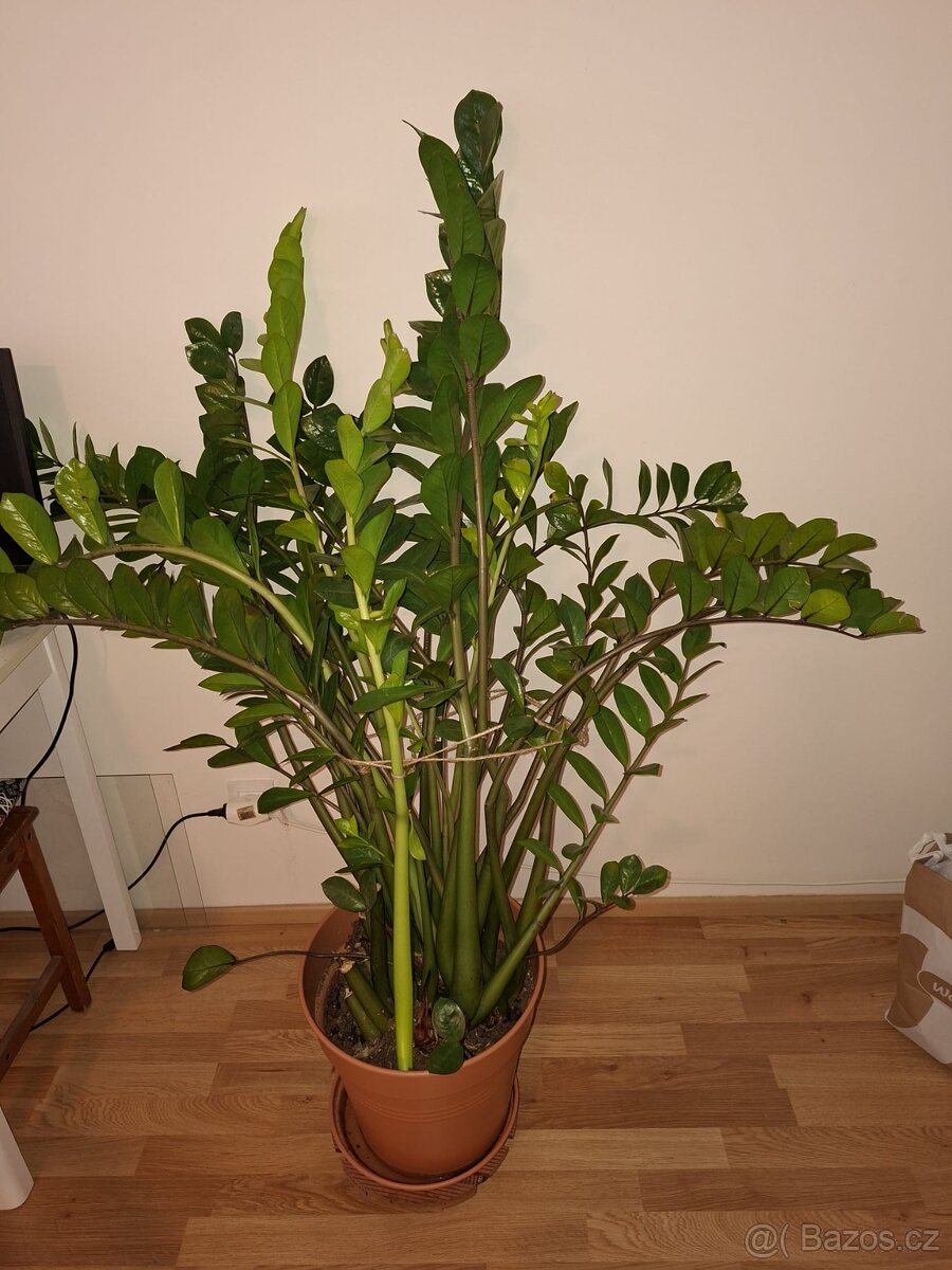 Zamioculcas - 3