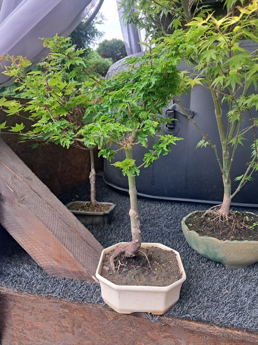 Bonsaj, bonsai Javor - 3